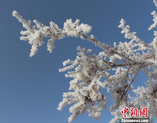 新疆塔克拉瑪干沙漠前沿出現(xiàn)霧凇奇觀