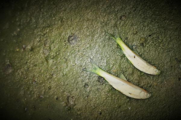 ��ˮʮ�l�������_ ����ˮ��Ⱦ�����A(y��)������86%