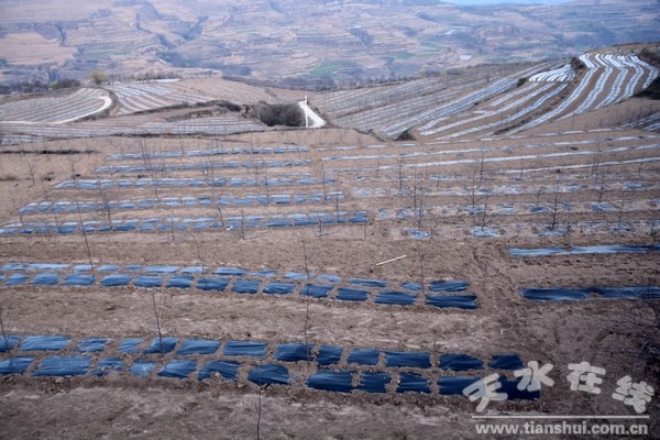 金集鎮(zhèn)馬廟梁千畝蘋果示范基地 (1).jpg