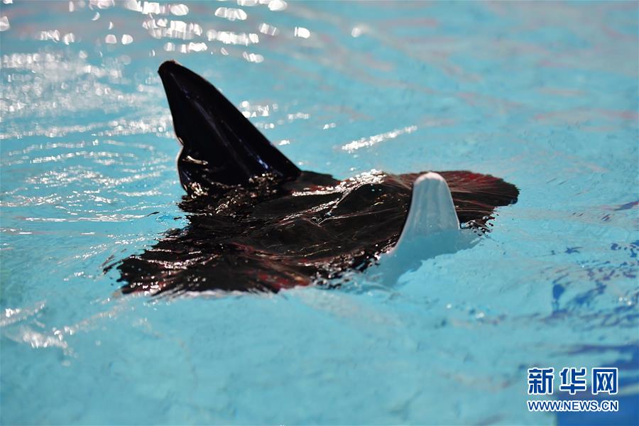 (科技)(6)仿生蝠鲼潛航器在西安研制成功