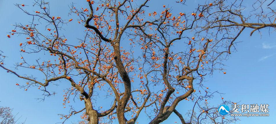 IMG_20231118_1635581