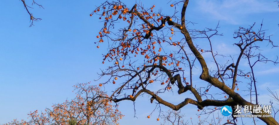 IMG_20231118_1640101