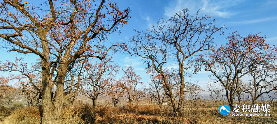 IMG_20231118_1637481