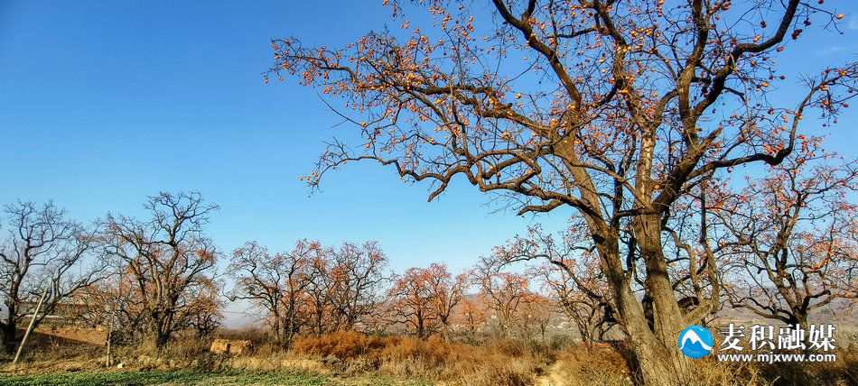 IMG_20231118_1637421